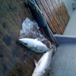 ファイヤードルフィン 釣果