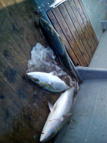 ファイヤードルフィン 釣果