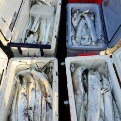 オーフリー 釣果