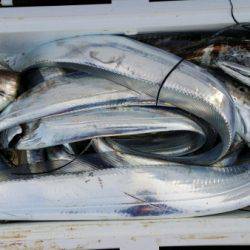 オーフリー 釣果