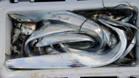 オーフリー 釣果