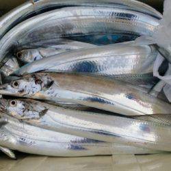 オーフリー 釣果