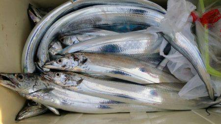 オーフリー 釣果