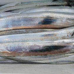 オーフリー 釣果