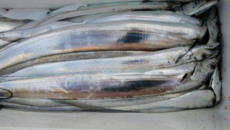 オーフリー 釣果