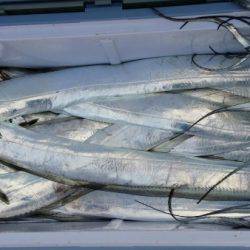 オーフリー 釣果