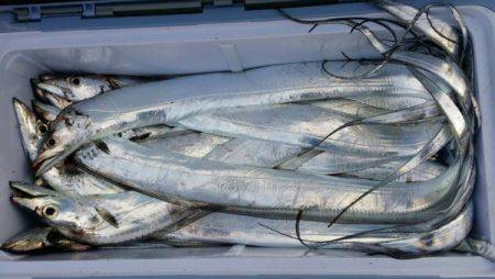 オーフリー 釣果