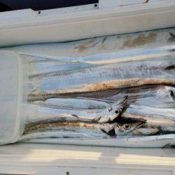 オーフリー 釣果