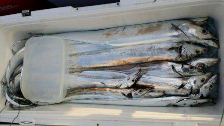 オーフリー 釣果