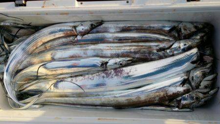 オーフリー 釣果