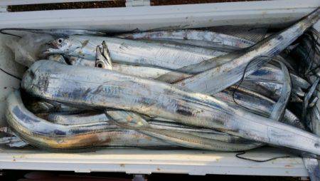 オーフリー 釣果