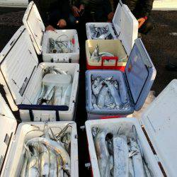 オーフリー 釣果