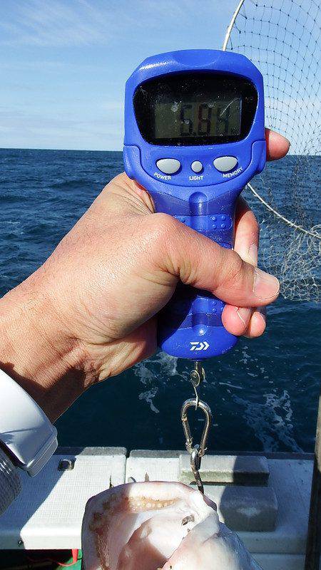 第三むつりょう丸 釣果