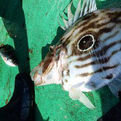 第三むつりょう丸 釣果