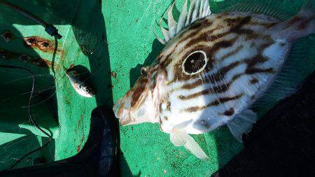 第三むつりょう丸 釣果