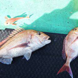 第三むつりょう丸 釣果