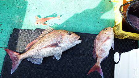 第三むつりょう丸 釣果