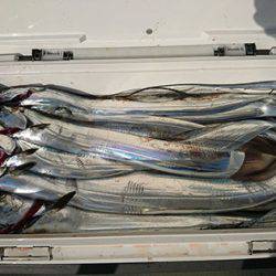 松本釣船2 釣果