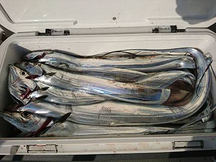 松本釣船2 釣果