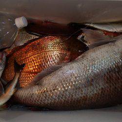 第三むつりょう丸 釣果