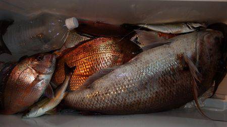 第三むつりょう丸 釣果