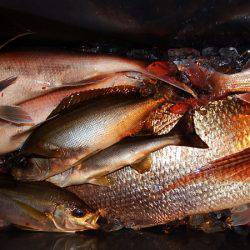 第三むつりょう丸 釣果