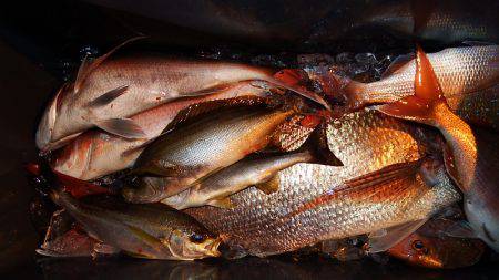 第三むつりょう丸 釣果