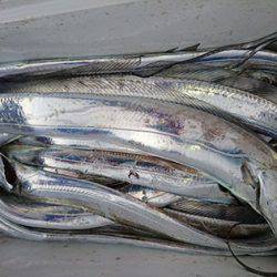 松本釣船２ 釣果