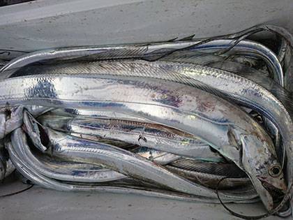 松本釣船２ 釣果