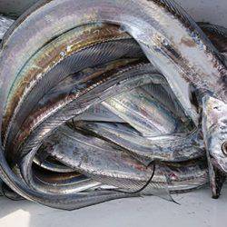 松本釣船２ 釣果