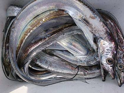 松本釣船２ 釣果