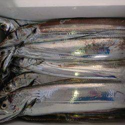 松本釣船２ 釣果