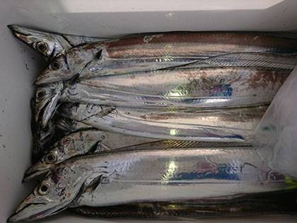 松本釣船２ 釣果