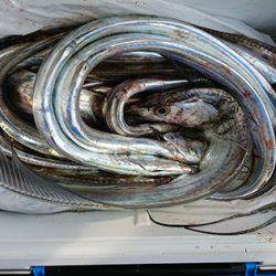 松本釣船２ 釣果