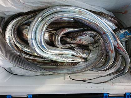 松本釣船２ 釣果