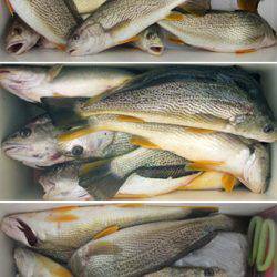 来温丸(らいおんまる) 釣果