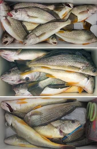 来温丸（らいおんまる） 釣果