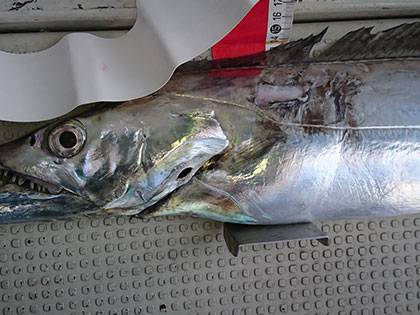 松本釣船２ 釣果