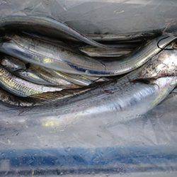 松本釣船２ 釣果