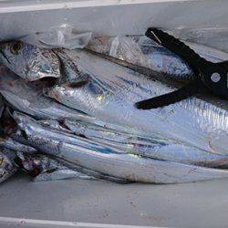 松本釣船２ 釣果