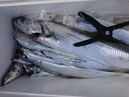 松本釣船２ 釣果