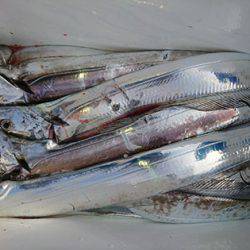 松本釣船２ 釣果