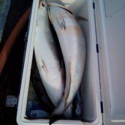 ファイヤードルフィン 釣果