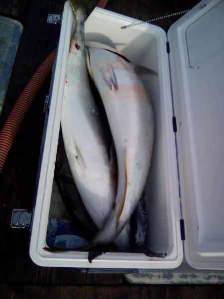 ファイヤードルフィン 釣果