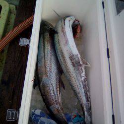 ファイヤードルフィン 釣果