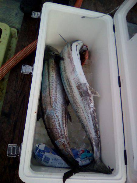 ファイヤードルフィン 釣果