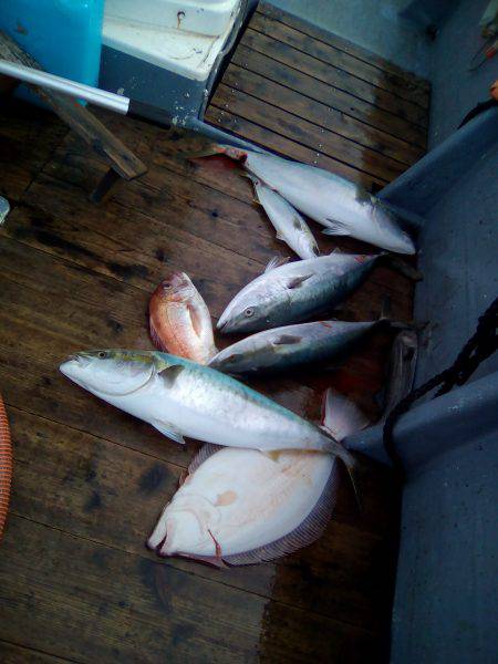 ファイヤードルフィン 釣果