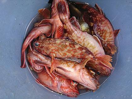 松本釣船２ 釣果