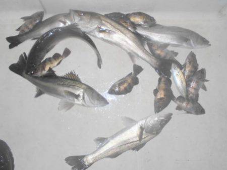 ルアー船マヒマヒ 釣果