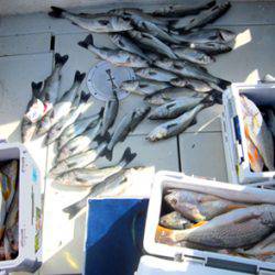 来温丸(らいおんまる) 釣果